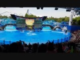 Orka show @ Seaworld