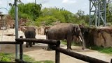 Olifanten in Busch Gardens
