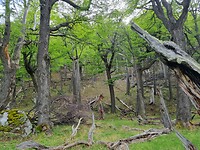Veel omgevallen bomen