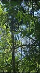 De apen slingerend door de bomen
