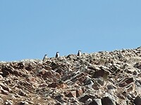 3 pinguïns op een rij