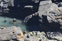NZ fur seals
