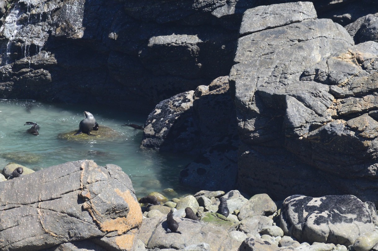 NZ fur seals