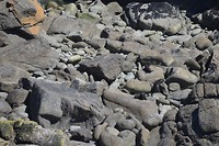NZ fur seal puppies