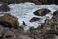 NZ fur seals in hun natuurlijke zwembad