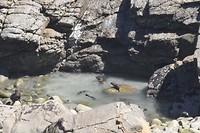 NZ fur seals