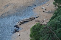 Yellow eyed penguin