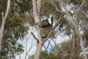 Koala-beertje