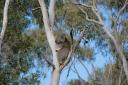 Koala-beertje