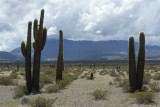 Cactussen in Los Cardones