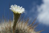 Cactusbloem