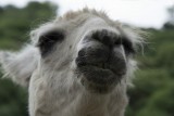 De Lama :-)