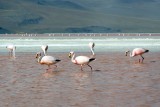 flamingo's