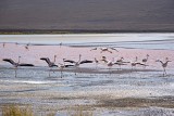 flamingo's