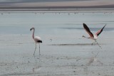 flamingo's