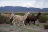 lama's