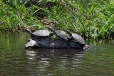 drie kleine schildpadjes