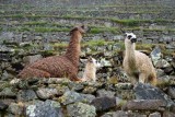 Lama's op z'n hondjes :P