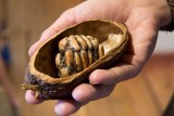 Chocoladeworkshop: de cacaoboon