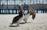Waggelende pelikanen op het strand