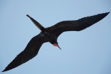 Vliegende fregatvogel