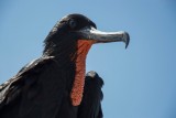 Fregatvogel