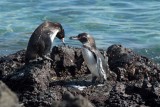 Galapagospinguin
