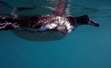 Pinguin