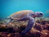 Waterschildpad