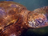 Zeeschildpad