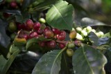 koffiebonen
