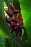 Tropische plant