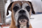Mystico, de hond van de kapitein!