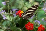 Zebravlinder