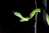 Side striped palm pitviper