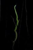 Side striped palm pitviper