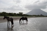 Paarden op het strand
