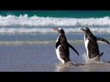 Antarctica Adventure