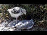 Galapagos 2014