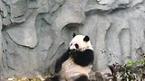 Giant panda heeft honger
