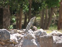 IMG_1266