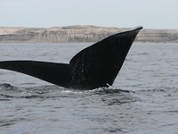 IMG_7061