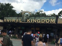 parkingang animal kingdom