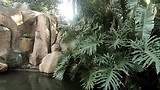 dag 3 jungle cruise
