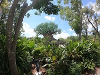animal kingdom