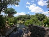 animal kingdom