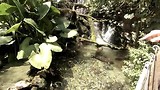 dag 4 animal kingdom