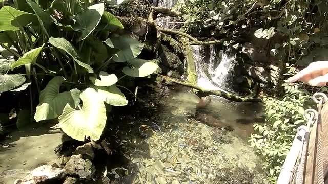 dag 4 animal kingdom