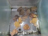 verse kikkerbilletjes bij Walmart