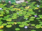 Mooie lotus bloemen
